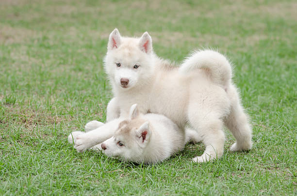 istock Two siberian husky puppy on green grass 464447468