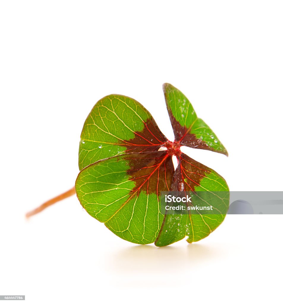 Cloverleaf Cloverleaf Stock Photo - Download Image Now - 2015, Celebration, Close ...
