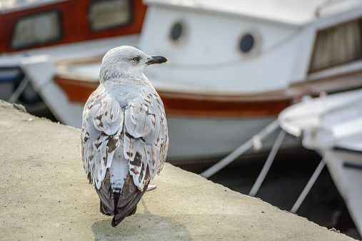 Sea gull on the background of boats. Shoot is taken in Istanbul next to Bosphorus.