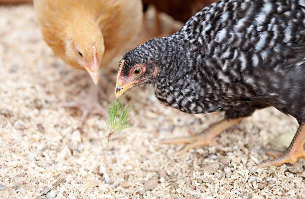 Pullets Piling 90+ Pullets Stock Photos, Pictures & Royalty-Free Images - iStock