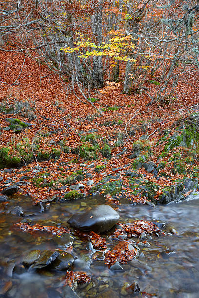 istock Autumn forest landscape with stream in Spain. Warm tone 464449022