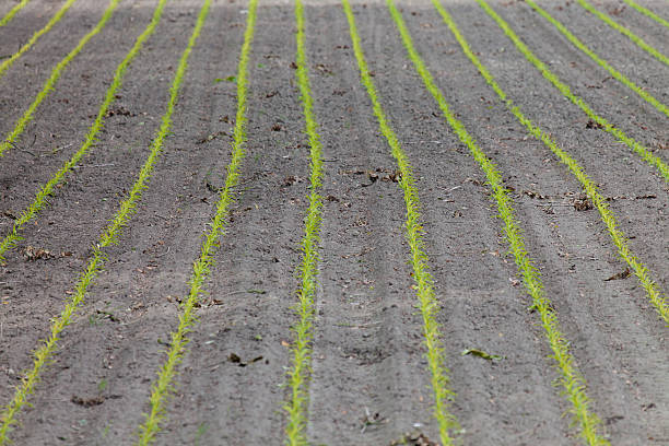 campo con furrows - symetrie foto e immagini stock