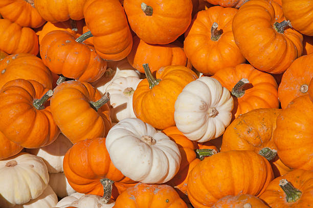 カラフルなカボチャ - squash pumpkin orange japanese fall foliage ストックフォトと画像