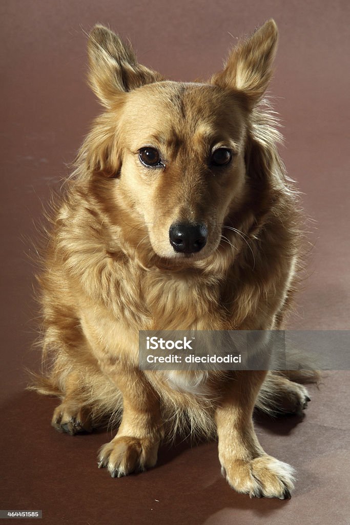 cane italiano - Photo de Affectueux libre de droits