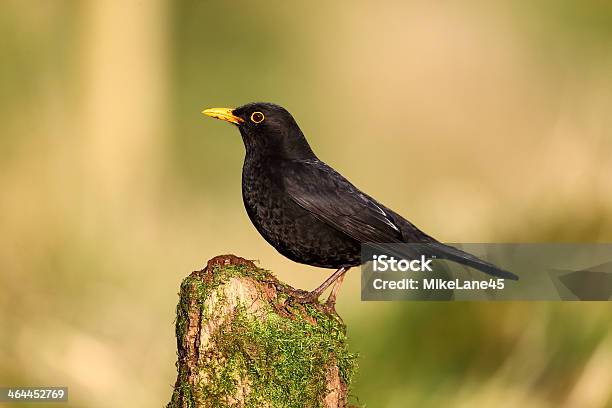 Blackbird Turdus Merula Stock Photo - Download Image Now - Blackbird, Animal Wildlife, Bird