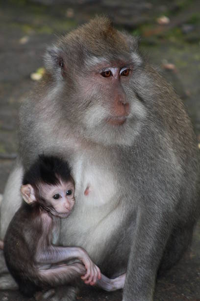 istock mother monkey with baby singe enfant 464454468