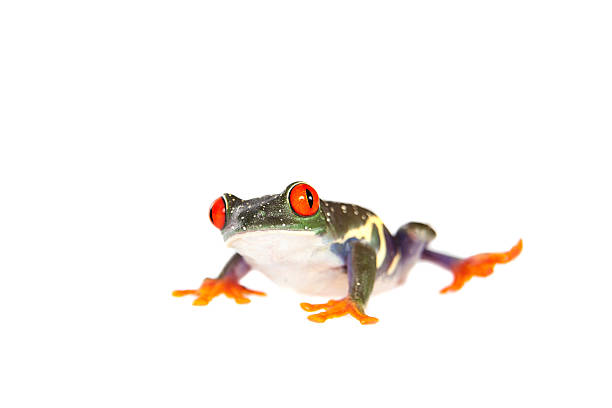 istock Red eyed tree frog at night on white background 464455076