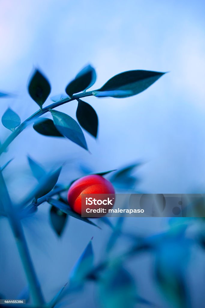 Branch with red berry Ruscus aculeatus. Branch with red berry Berry Stock Photo