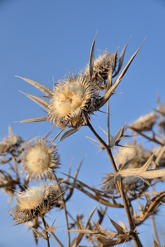 Silver thistles pland wintertime, against the sky.