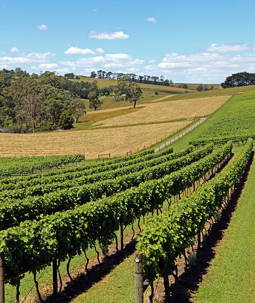 istock Vineyard of South Australia 464455742