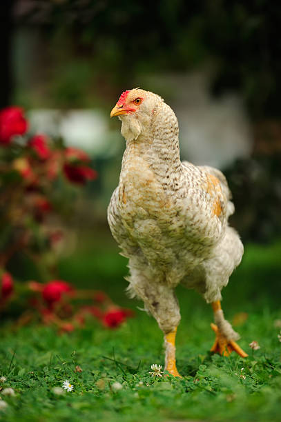 istock Mottled Chicken (Cockerel) Walking on Green Lawn 464455880