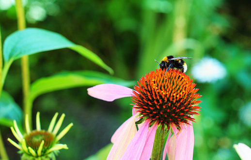 Purple Coneflower or Echinacea with a bumblebee. Close up Gathering Nectar. Springtime Backgrounds.