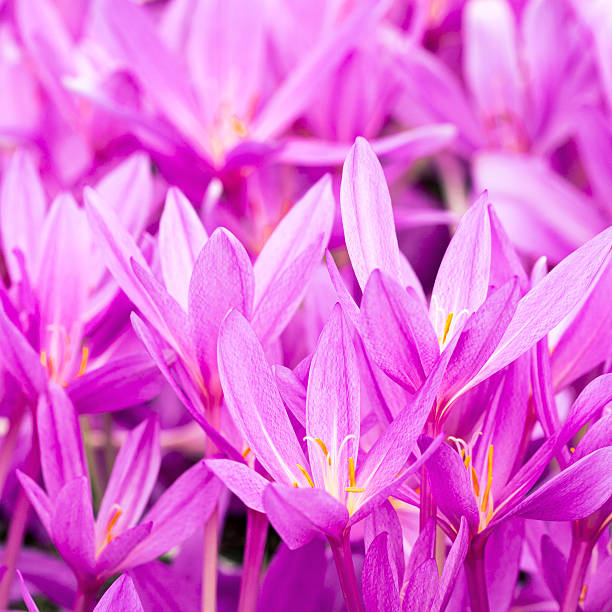 istock Field of crocuses 464456698