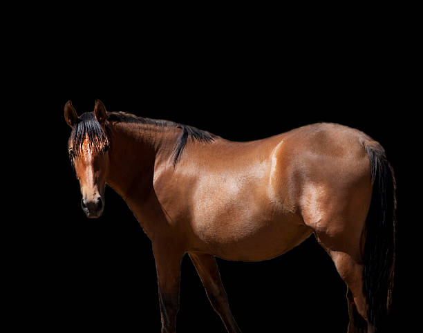 istock Brown horse on black 464459487