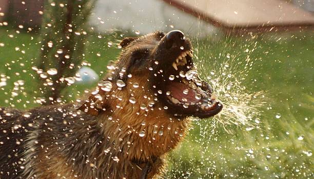 pastor alemán jugando con agua - sprinkling can fotografías e imágenes de stock