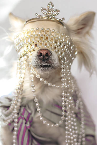 istock Marie antoniette chihuahua 464460226