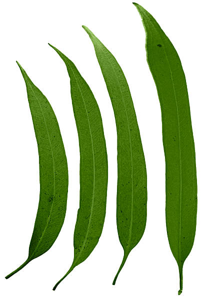 istock Leaves of Corymbia citriodora, Lemon Scented Gum 464460492