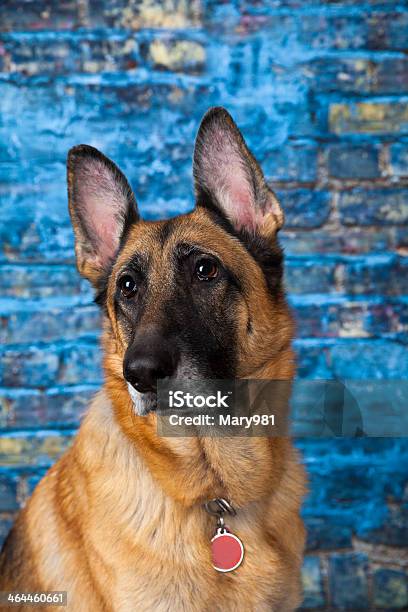 Foto de Cão Pastor Alemão Fundo Azul e mais fotos de stock de Animal - Animal, Animal de estimação, Assistindo