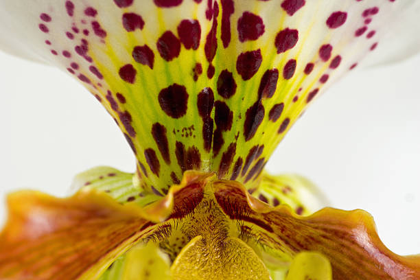 detail of beautiful Paphiopedilum
