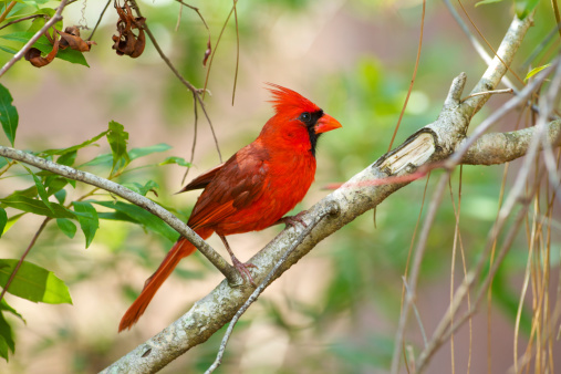 A Summer Tanager at South Llano River State Park