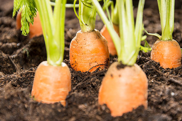 istock Some Carrots in the dirt 464461387