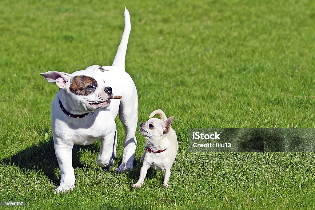 Dos pequeñas feliz puppies - Foto de stock de Bulldog Americano libre de derechos