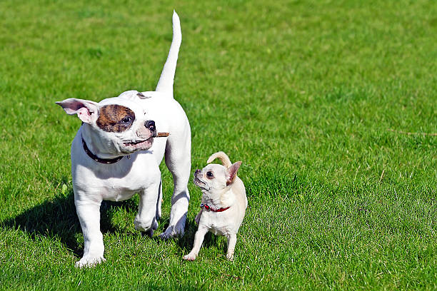 istock two small happy puppies 464461547