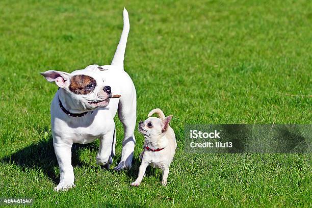 Two Small Happy Puppies Stock Photo - Download Image Now - American Bulldog, Two Animals, Activity
