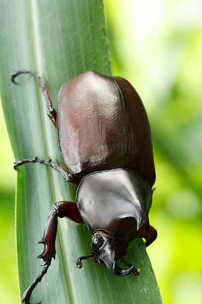 istock Rhinoceros beetle (Allomyrina dithotomus) with nice background g 464464632