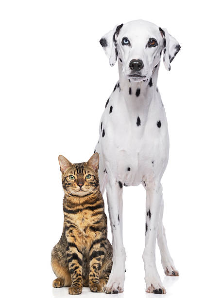 Dog and Cat stock photo