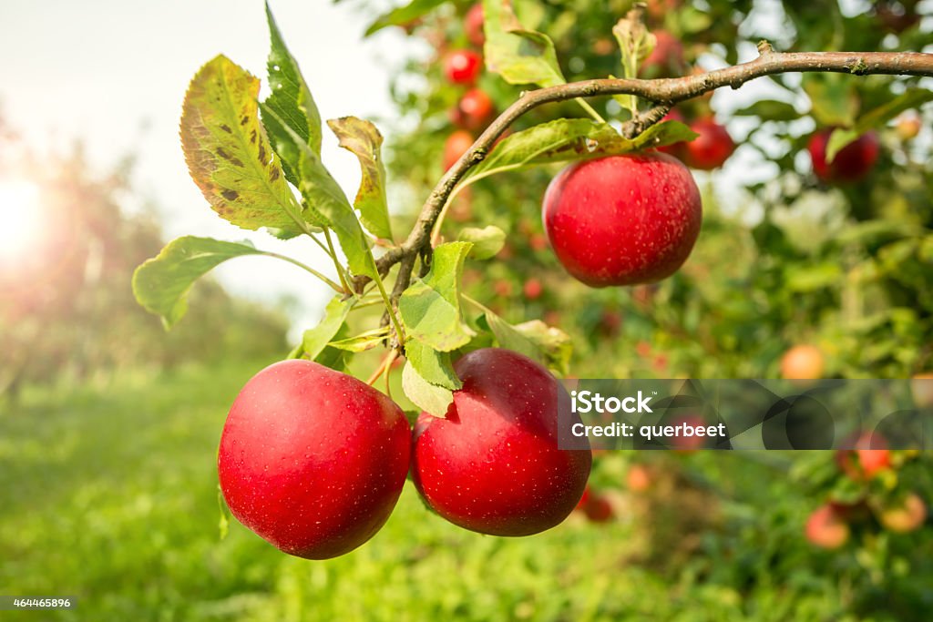 Apfelbaum mit Sonnenlicht - Lizenzfrei Apfel Stock-Foto