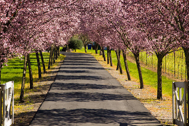 alberi in fiore in primavera su una strada di campagna napa valley, california - napa napa valley california flower foto e immagini stock