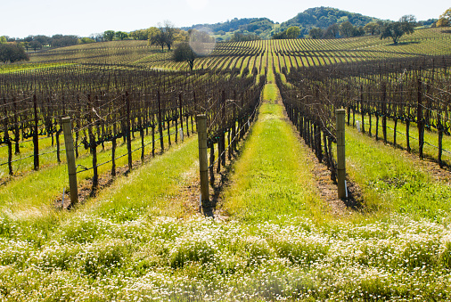 White Flowers and Vineyards Alexander Valley Sonoma County California