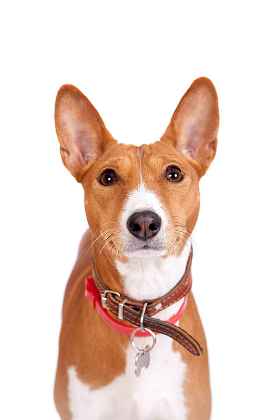 istock Basenji dog, 2 years old, isolated on white 464466000