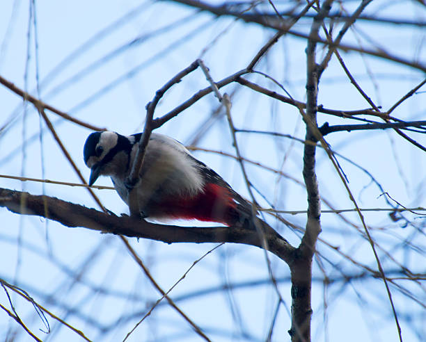 pájaro carpintero - styka fotografías e imágenes de stock