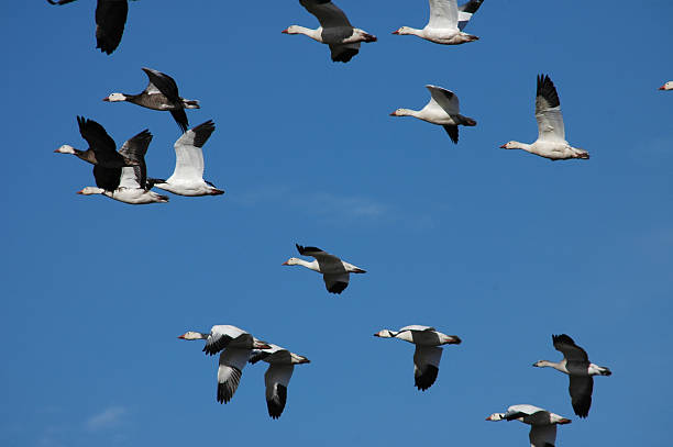 istock Snow Geese Migrating near the North Pole 464466412