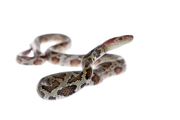 istock Flower Ratsnake isolated on white 464466462