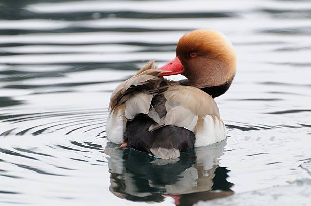 Duck Hełmiatka mężczyzna profil – zdjęcie