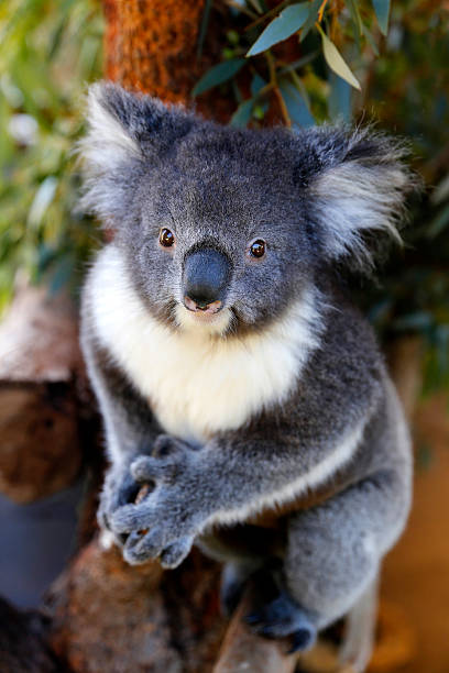 Koala A cute koala bear on a tree koala photos stock pictures, royalty-free photos & images