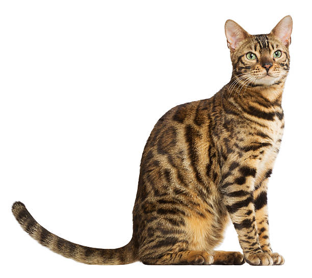 Bengal cat stock photo