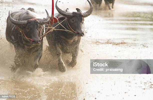 Buffalo Racing Festival Stockfoto und mehr Bilder von Asien - Asien, Bulle - Männliches Tier, Ereignis