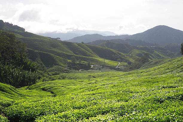 istock Cameron Highland, Malaysia 464471528