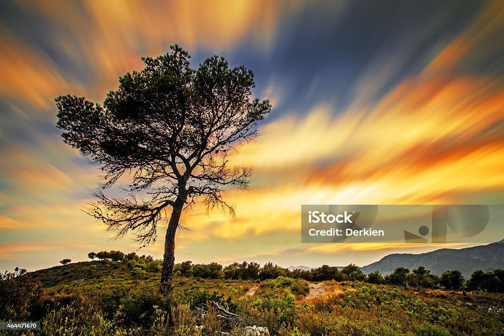 Tree Moving sky and tree 2015 Stock Photo