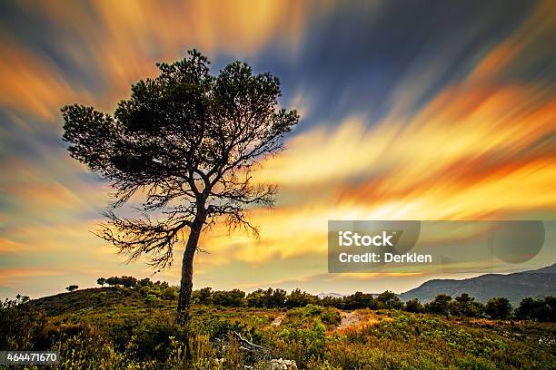 Tree Stock Photo - Download Image Now - 2015, Abstract, Beauty In Nature