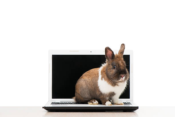 istock Little bunny sitting on laptop 464471696