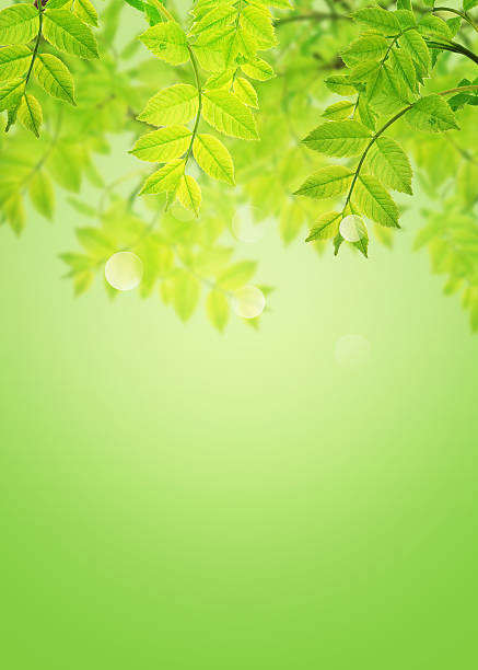 istock Postcard with fresh green foliage and place for your text 464474136