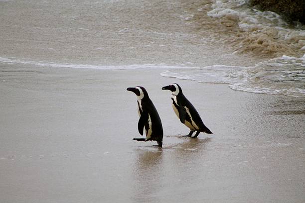 istock South African Penguins in Boulder's Beach 464474202