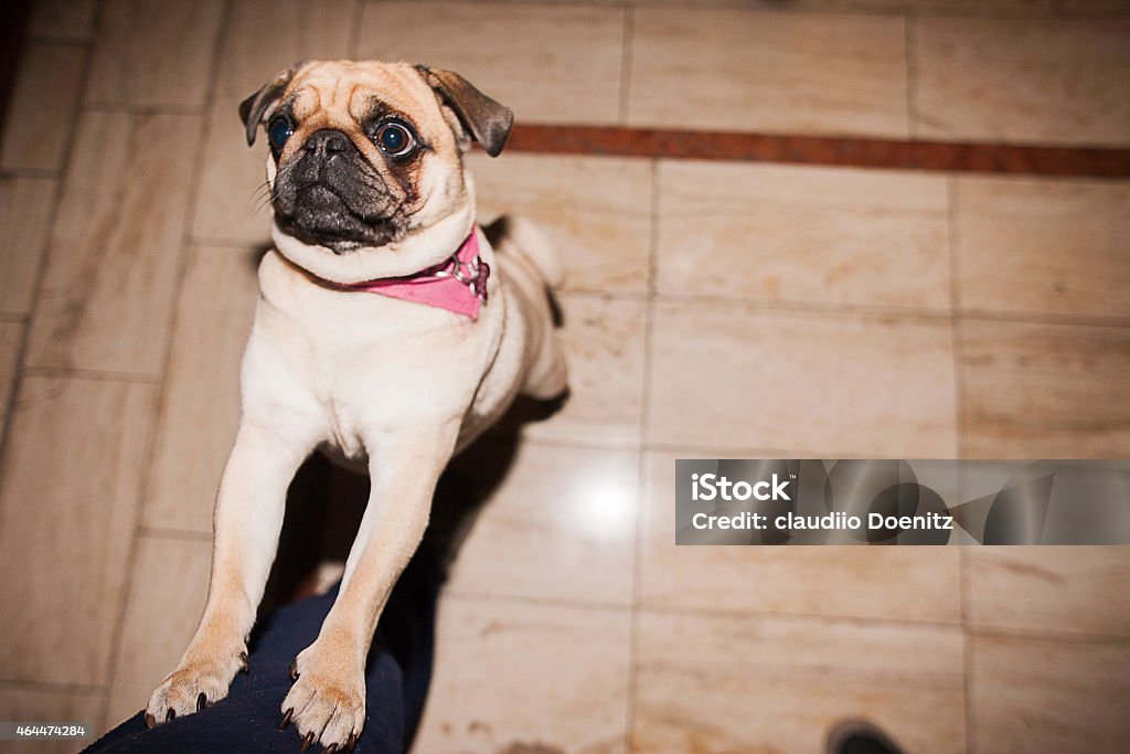 Beautiful Pug 2015 Stock Photo