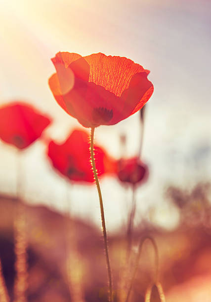 istock Gentle poppies flowers field 464475034