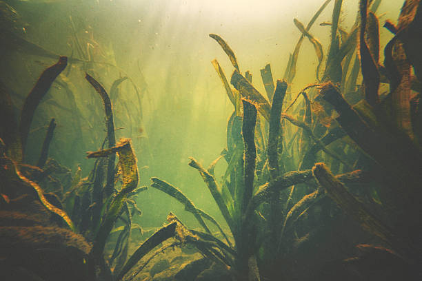 istock Underwater garden in bright sunlight 464475138